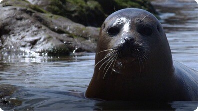 Wild Seals in the Thames - Unexpected Wilderness