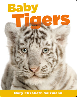 Baby Tigers