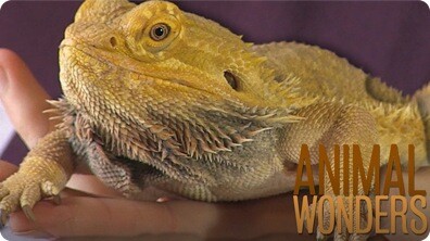 Bearded Dragons! What, Where, How