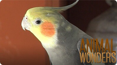 Steve the Cockatiel