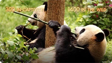 AJHQ Adopts a Panda