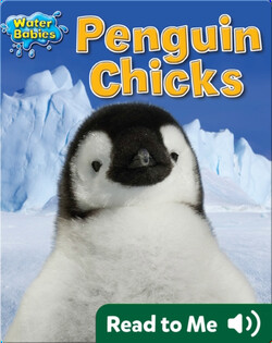 Penguin Chicks