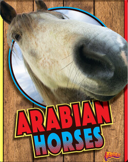 Arabian Horses