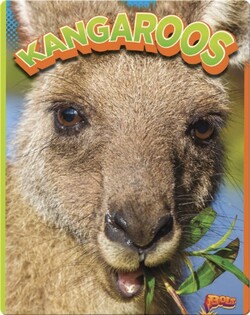Kangaroos