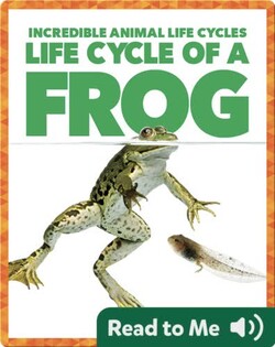 Life Cycle of a Frog