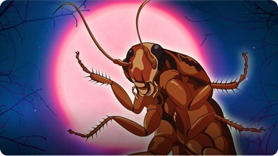 Why Cockroaches Are So Hard To Kill