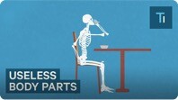 5 Useless Body Parts Left Over From Evolution