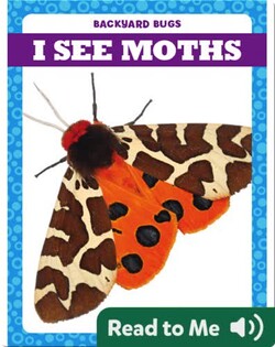 I See Moths