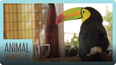 Our Toucan Can Fly!