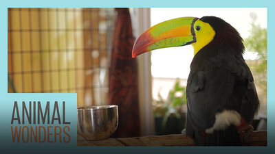 Our Toucan Can Fly!