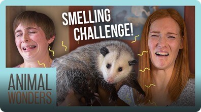 Guess That Animal By Smell Challenge!