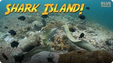 Jonathan Bird's Blue World: Shark Island, Oman!