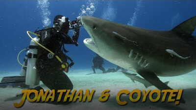 Jonathan Bird's Blue World: Tiger Sharks with Coyote Peterson!