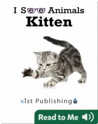 I See Animals: Kitten