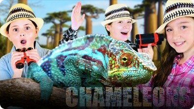 Learn About Chameleons with The Wild Adventure Girls!