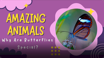 Amazing Animals: Why are Butterflies Special?