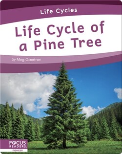 Life Cycle of a Pine Tree