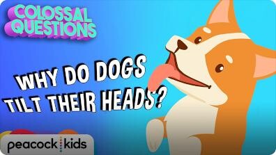 Colossal Questions: Why Do Dogs Tilt Their Heads?