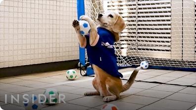 Dog Goalie Earned 3 Guinness World Records