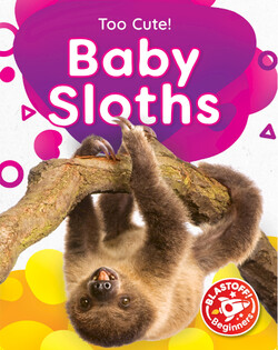 Too Cute!: Baby Sloths