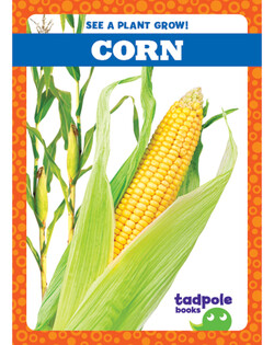 See a Plant Grow!: Corn