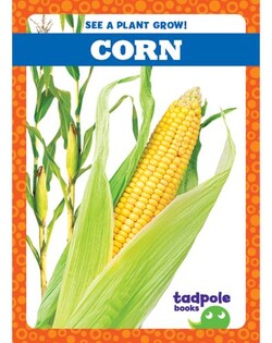 See a Plant Grow!: Corn
