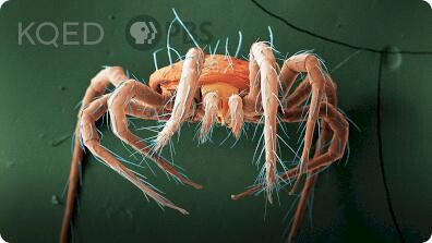 Deep Look: These Mites Rain Down To Save Your Strawberries