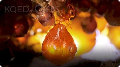 Deep Look: Honeypot Ants Turn Their Big Sisters into Jugs of Nectar