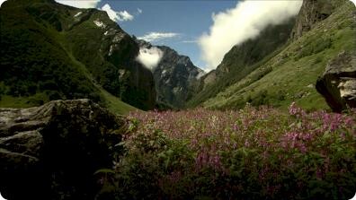 Hidden India: How Wildlife Survive In Indian Mountains