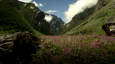 Hidden India: How Wildlife Survive In Indian Mountains