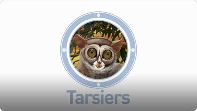 Amazing Animals: Tarsiers