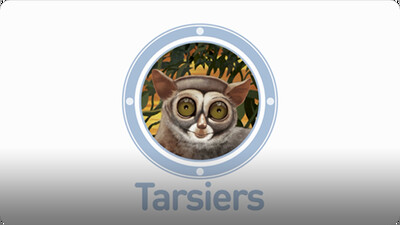 Amazing Animals: Tarsiers