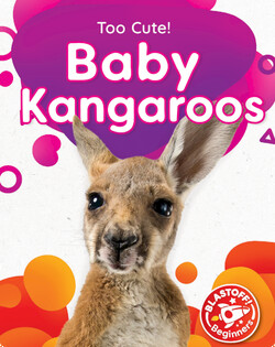 Baby Kangaroos
