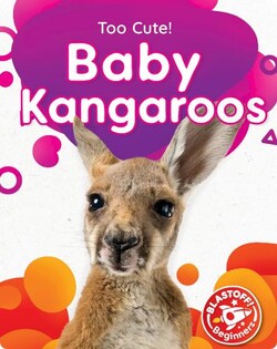 Baby Kangaroos
