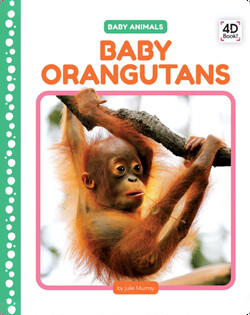 Baby Orangutans