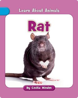 Rat