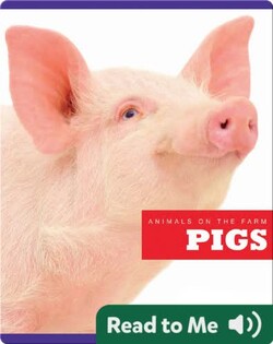 Pigs