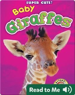 Super Cute! Baby Giraffes
