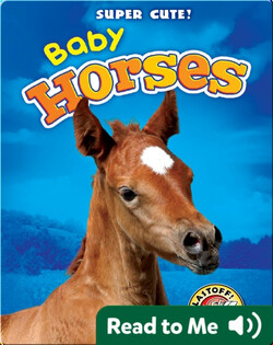 Super Cute! Baby Horses