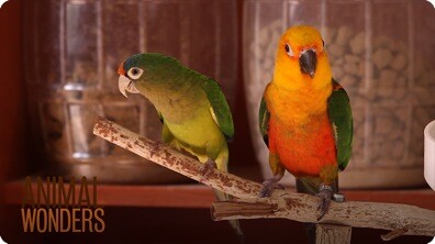 What's a Conure?