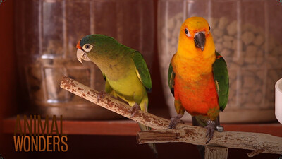What's a Conure?