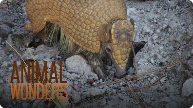 3 Banded Armadillos
