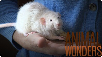 Rats! What, Where, and How