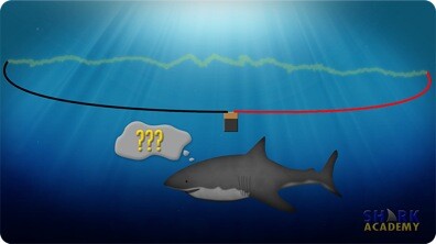 Shark Electrosensory System