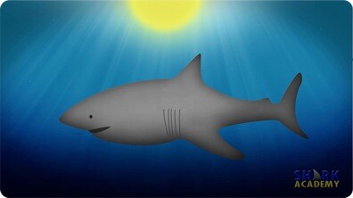 Shark Coloration