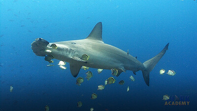 Scalloped Hammerhead Sharks