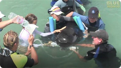 Stranded Pilot whale rescued by volunteers!