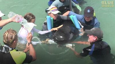 Stranded Pilot whale rescued by volunteers!