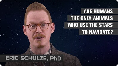 Are Humans the Only Animals to Use the Stars to Navigate?