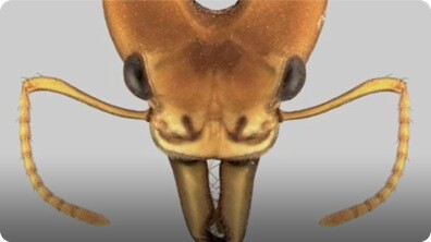Face to Face with Ants